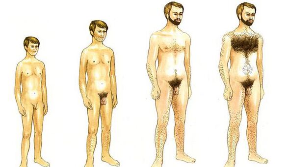 vīrieša augšana un dzimumlocekļa izmērs